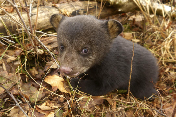 Beslan: Cry of the Bear Cubs