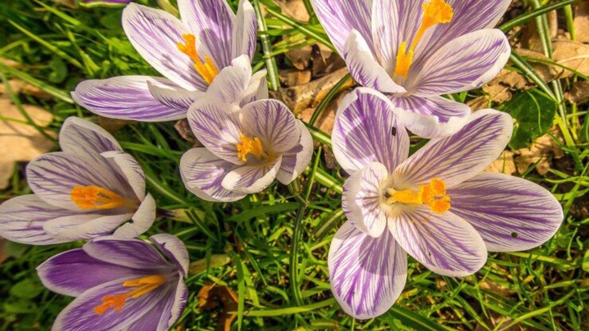 Exploring the World of lillienu: A Deep Dive into Its Beauty and Significance