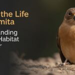 A Day in the Life of hormita: Understanding Its Habitat and Behavior